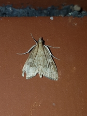 Udea fulvalis