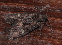 Mniotype adusta