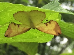 Corymica pryeri
