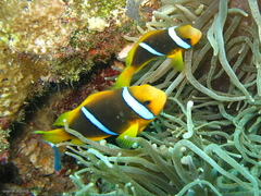 Amphiprion chrysopterus