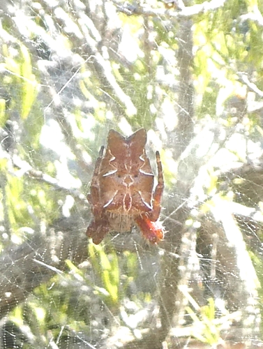 Pauk šatoraš (Cyrtophora citricola)