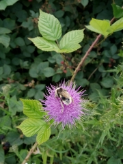 Bombus campestris