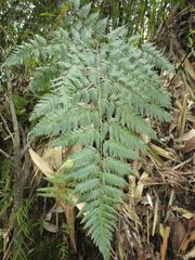 Davallia divaricata