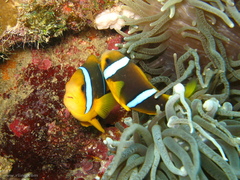 Amphiprion chrysopterus
