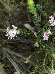 Agathosma ciliaris