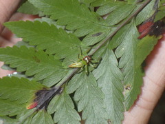 Davallia divaricata