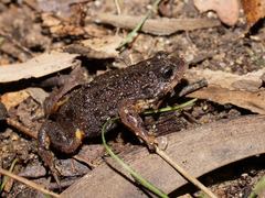 Pseudophryne semimarmorata