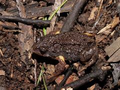 Pseudophryne semimarmorata