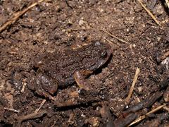 Pseudophryne semimarmorata