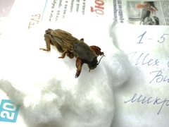 Gryllotalpa gryllotalpa