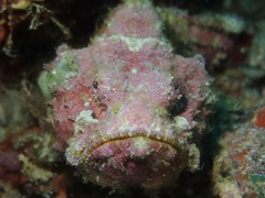 Devil Scorpionfish photo 4