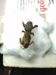 Gryllotalpa gryllotalpa