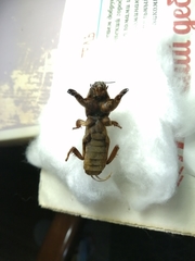 Gryllotalpa gryllotalpa