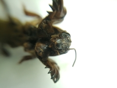 Gryllotalpa gryllotalpa