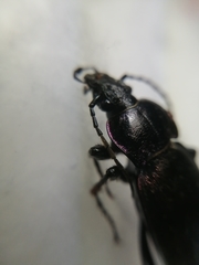 Carabus nemoralis
