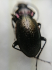 Carabus nemoralis