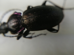 Carabus nemoralis