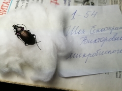 Carabus nemoralis