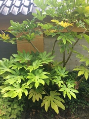 Fatsia