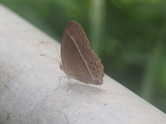 Mycalesis horsfieldi