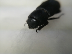 Dorcus parallelipipedus