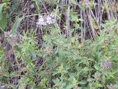 Ziziphora clinopodioides