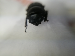Dorcus parallelipipedus