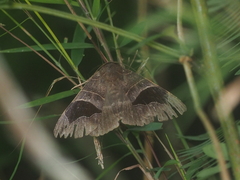Bastilla vitiensis