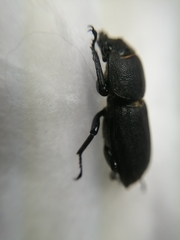 Dorcus parallelipipedus