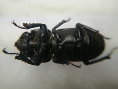 Dorcus parallelipipedus