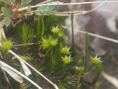 Campylopus umbellatus