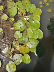Hydrocharis dubia