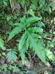 Tectaria phaeocaulis