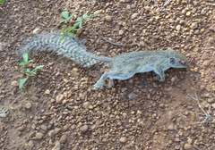 Heliosciurus gambianus