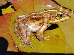 Amietia fuscigula