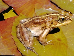 Amietia fuscigula