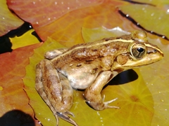 Amietia fuscigula