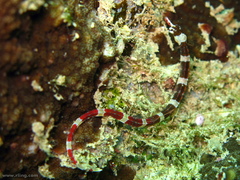 Corythoichthys amplexus