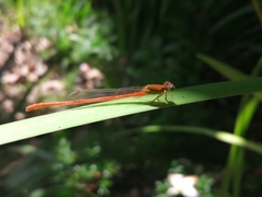 Ceriagrion glabrum