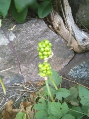 Arum cylindraceum