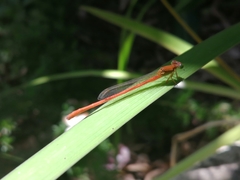 Ceriagrion glabrum