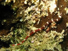 Corythoichthys amplexus