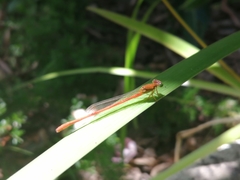Ceriagrion glabrum