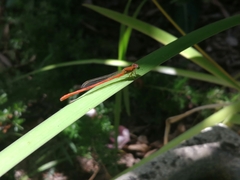 Ceriagrion glabrum
