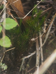 Campylopus umbellatus