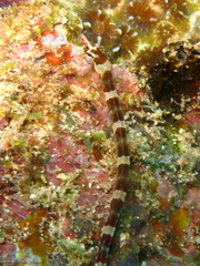 Corythoichthys amplexus