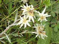 Leontopodium