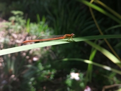 Ceriagrion glabrum