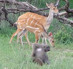 Tragelaphus scriptus