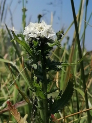 Achillea ledebourii